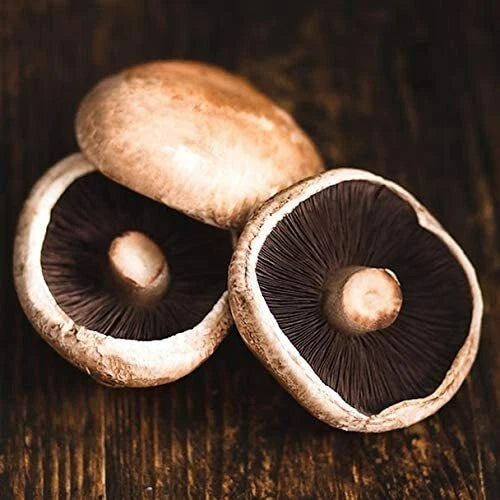 Portobello Mushroom Spawn 100g - Gourmet Mycelium Culture for All Climates - Excellent Quality, US Seller