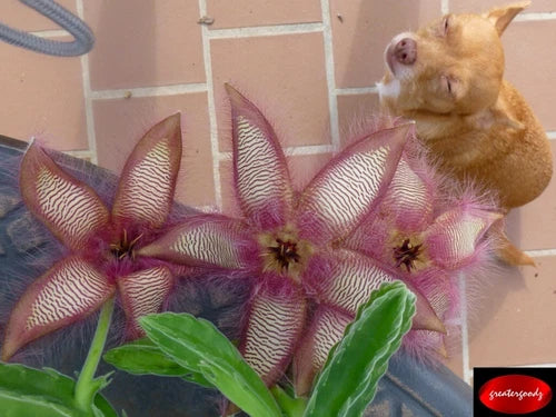 Stapelia Cutting - Furry Rare Stapelia gettleffii - Unique Succulent for Collectors - Easy to Grow Stapelia Variety