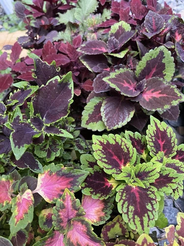 Coleus Live Rooted Cuttings - 5 Varieties of Colorful Coleus Plants - Ideal for Indoor and Outdoor Gardening