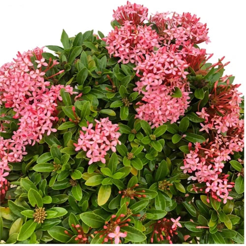 Dwarf Tropical Ixora Plant Starter - Pink Taiwanensis - Well Rooted Ixora Plant for Indoor/Outdoor Gardening