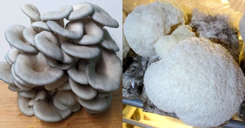 Gourmet Mushroom Grow Kit 2 Pack - Lion's Mane & King Blue Oyster - Hericium erinaceus & Pleurotus ostreatus var. columbinus