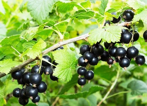 Black Currant Cuttings 8-10 Inches for Propagation - Ribes nigrum - 8 Pcs