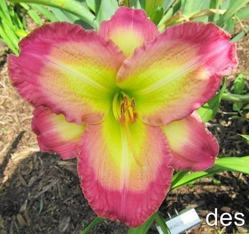 Daylily Live Plant - Diamond Shores Variety - Rebloomer with Raspberry Blooms - HFT Daylilies - Hardy in Zones 3-10