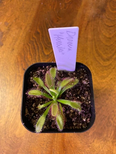 Drosera Hercules Sundew | Bare Root Carnivorous Houseplant | Insect-Trapping Hybrid | Drosera "Hercules"