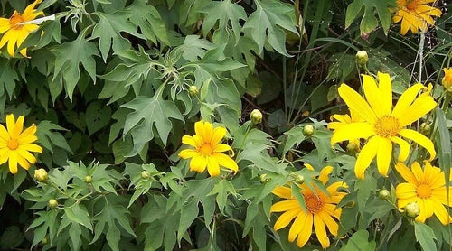 5 Mexican Sunflower Cuttings - 8 Inch Tithonia Diversifolia - Tropical Garden Plant - Easy to Grow, Soil-Building Flowers