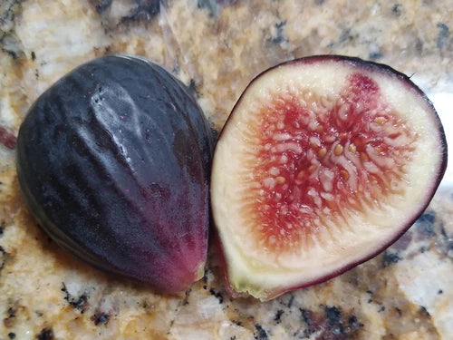 Fig Cuttings - 2 Cuttings - GM-139 Variety - Dark Purple Figs with Honey Berry Flavor - Self-Fertile (Ficus carica)