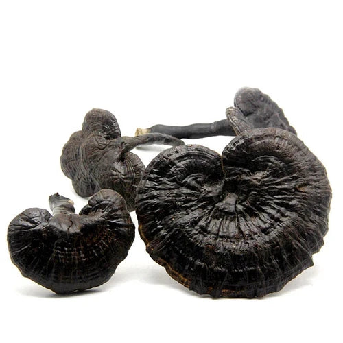 Black Reishi Mushroom Liquid Culture Syringe 10ml - Ganoderma sinense, Contaminate Free, High Yield, Medicinal Fungi