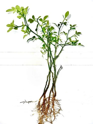 Cold Hardy Citrus Seedling 5-Pack - Bare Root Live Plants - Yuzu, Flying Dragon, Changsha - Citrus spp.