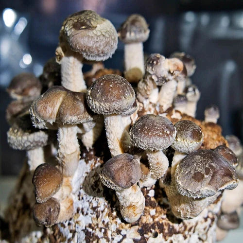 Shiitake Mushroom Liquid Culture Syringe 12cc WR (Lentinula edodes) - Ideal for 50-75°F Growth, High-Yield Gourmet Culinary Use