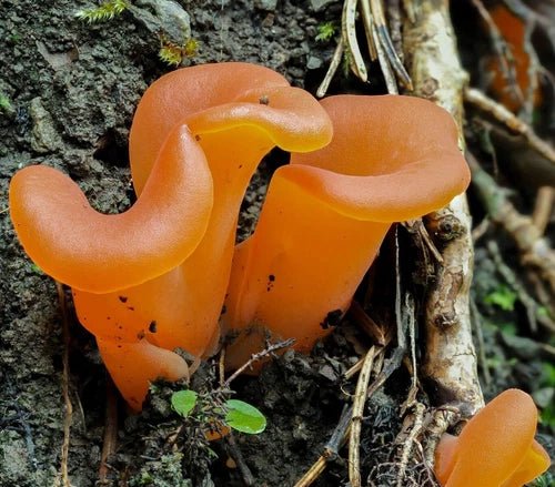 Apricot Jelly Mushroom Liquid Culture Syringe 12cc - Guepinia helvelloides, Vibrant Color & Unique Texture for Mycology Cultivation