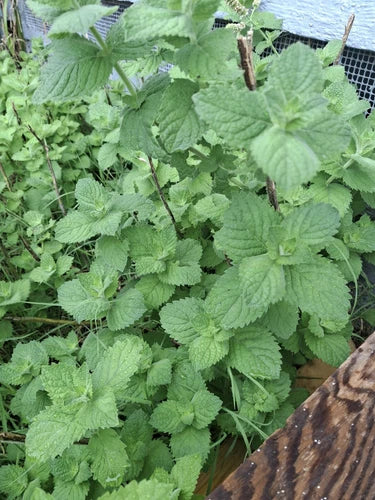 Live Plant Cuttings - 10 Organic Spearmint Cuttings - Mentha Spicata - Naturally Grown VA Wild Herbs for Garden