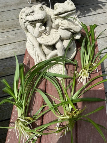 3 Bare Root Spider Plant Babies - Green - Chlorophytum comosum - Air Purifying Indoor/Outdoor Plants