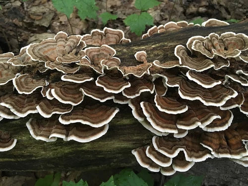 Turkey Tail Mushroom Liquid Culture Syringe 10ml - Trametes versicolor, Organic Edible Fungi for Indoor/Outdoor Growing