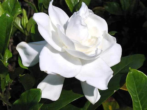 Heirloom Gardenia Live Plant 6" White Flowering Cape Jasmine Shrub (Gardenia Jasminoides) - Fast Growing, Fragrant Blooms