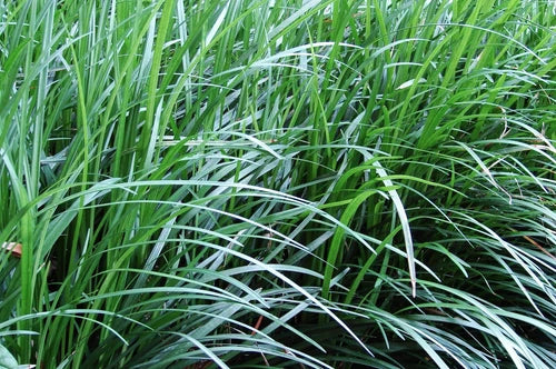 Mondo Grass Bare Root - 10 Pack, 6-9 Inch Tall, Ophiopogon Japonicus, Monkey Grass, Free Shipping