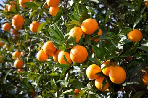 Orange Fruit Tree Scions Cuttings 6-8 Inches for Rooting, Grafting - Citrus sinensis - 5 Premium Healthy Cuttings