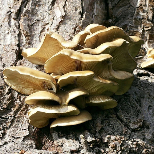 Brown Oyster Mushroom Liquid Culture - Pleurotus ostreatus - Easy to Grow, High Yield, Gourmet Culinary Mushrooms