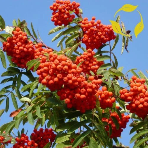 European Mountain Ash Tree Seeds (30 Seeds) - Sorbus Aucuparia - Fast Fall Color, Ornamental Fruit, Cold Hardy