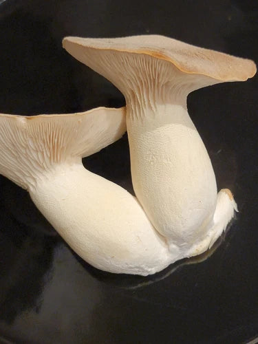 King Trumpet Oyster Liquid Culture Syringe 10+ ml Pleurotus eryngii for Easy Mushroom Cultivation