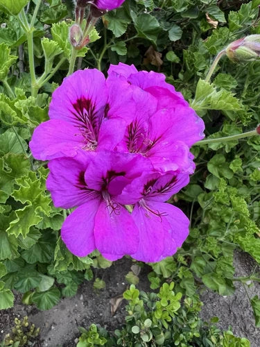 Purple Pelargonium Fancy Regal Geranium Cuttings 6" - Hardy Drought Tolerant Geraniums for Southern California Garden