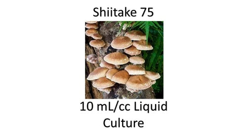 Liquid Culture 10 ML of Shiitake Mushroom 75 - Perfect for Home Cultivation, Edible Fungi Cultivation, Pleurotus ostreatus