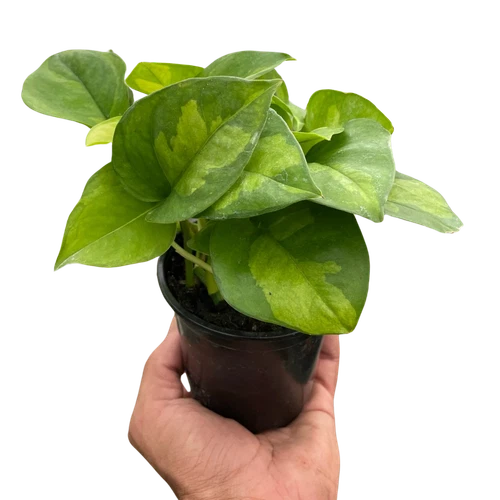 Pothos Plant 4" Pot Global Green Epipremnum aureum Variegated Houseplant Air-Purifying Indoor Plant