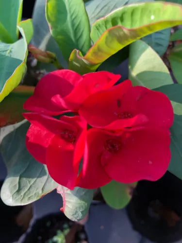 Thai Hybrid Crown of Thorns Cutting - Red Euphorbia milii - Bare Root Plant for Well-Draining Soil and Full Sun
