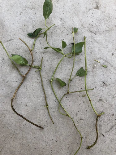 Skunk Vine Cuttings - 5 Fresh Plant Cuttings - Easy to Grow - No Root - Perfect for Planting - Skunk Vine (Paederia foetida)