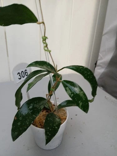Hoya Phuwuaensis Splash Live Plant - 11 Inch Long - Rooted in Pot - Indoor Houseplant