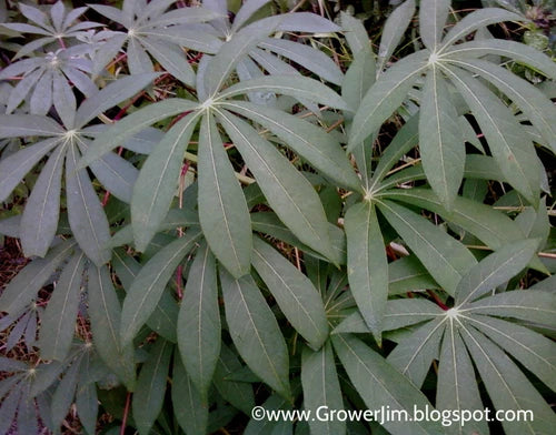 Cassava Cuttings 6-8 Inches Red Yuca Manihot esculenta Edible Roots & Leaves, Chemical-Free - 5-100 Pieces Available