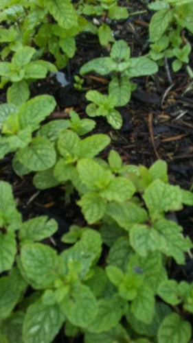 10 Live Organic Peppermint Plants, Bare Root Mint, Mentha × piperita, Freshly Rooted for Easy Growing