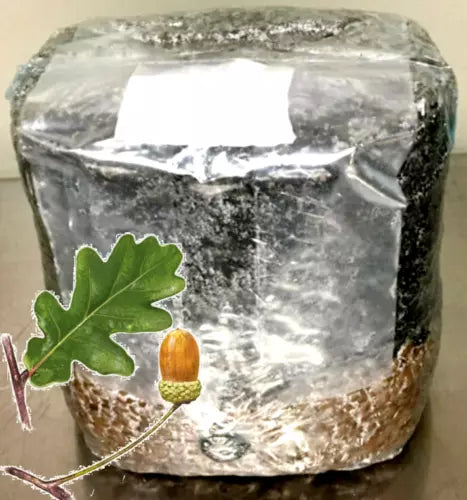 All-in-One Mushroom Grow Bag - Organic Oak Hardwood for Gourmet & Medicinal Mushrooms - Easy Indoor Cultivation