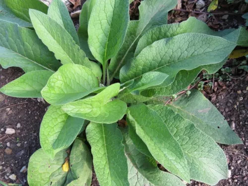 Russian Comfrey Root Cuttings 5+ Pieces Bocking 14 Symphytum x uplandicum Beyond Organic Non-GMO Heirloom Soil Regenerator