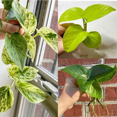 Pothos Cuttings Combo 6 Pack - 2 Marble Queen, 2 Lemon Neon, 2 Jade Green - Devil’s Ivy Indoor House Plant