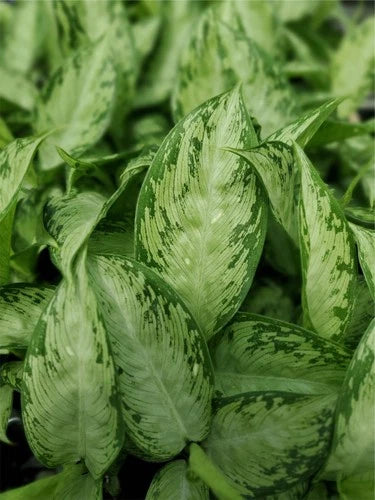Dieffenbachia Snow Variegated Live Plant 3-5" Tall – Easy-Care Tropical Houseplant (Dieffenbachia ‘Snow’)