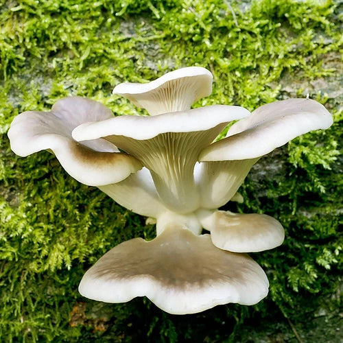 Lambert 123 Oyster Mushroom Liquid Culture Syringe 12cc - Pleurotus ostreatus for Advanced Mushroom Cultivation