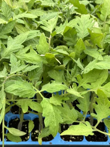 Lot of 2 Goliath Tomato Plants - 6 to 10 Inches - Fast Growing - Solanum lycopersicum - Not Shippable to California