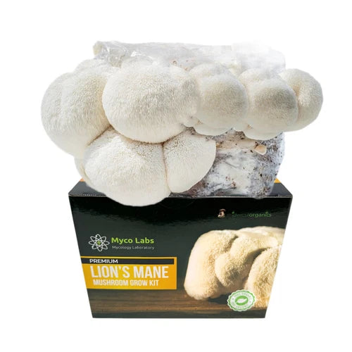 Lion's Mane Mushroom Grow Kit 5.5lb Block Hericium erinaceus - Easy Home Cultivation, Gourmet Mushrooms, Quick Harvest