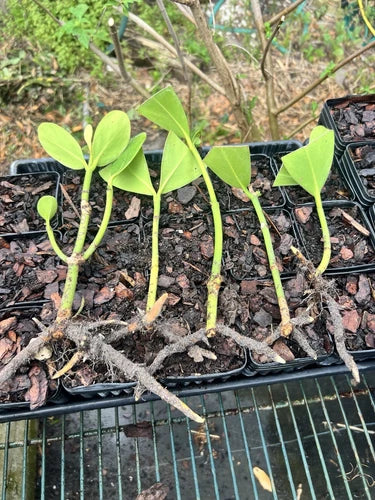 5 Bare Root Clusia Plants - Easy to Grow Tropical Foliage - Clusia rosea