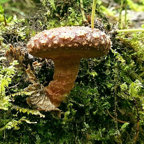Lentinula aciculospora Liquid Culture Syringe 12cc - Rare Mushroom Inoculum for Mycology Cultivation and Research