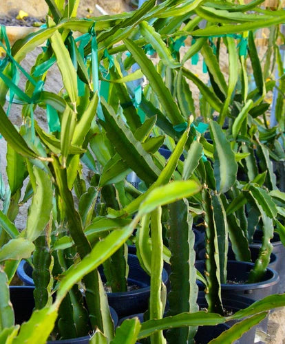 Pitaya Dragon Fruit Cuttings 8-10 inches Self Pollinating White Flower Hylocereus undatus - 3 Fast Growing Cuttings