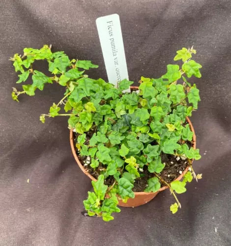 String of Frogs Plant 3" Pot Miniature Oak Leaf Creeping Fig Ficus pumila quercifolia Terrarium or Fairy Garden Decor