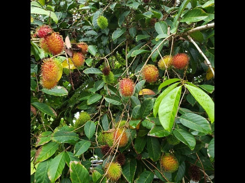 Rambutan Fruit Tree Cuttings, 5 Unrooted 5-6" Long for Grafting, Rambutan Hairy Fruit Tree (Nephelium lappaceum)