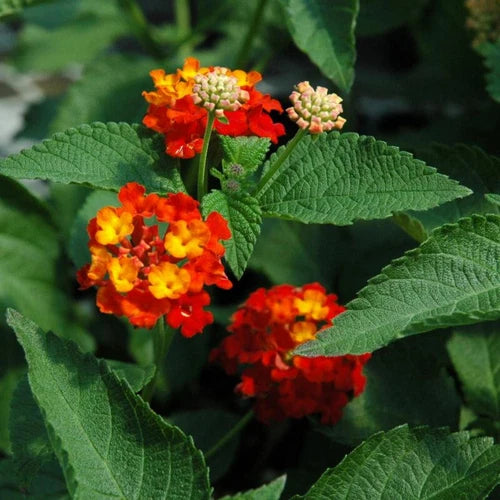 Lantana Plant 1 Gallon Dallas Red Fully Rooted Lantana camara - Vibrant Outdoor Colorful Live Plant for Garden or Patio