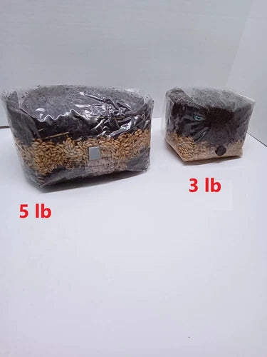 Mushroom Grow Bag 5.5 lb Dung Base Sterile All-in-One Growing Kit - Fast Shipping, Ideal for Home Cultivation