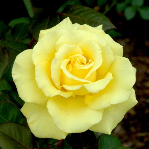 Yellow Texas Rose Cuttings (3) - Disease Resistant, Soft Yellow Blooms - Rosa 'Texas' Rooting Powder Included