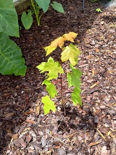 6 Sunset Maple Tree Seedlings | Bare Root | 4-6 Inches | Acer Rubrum 'Sunset' | Affordable Shade Trees