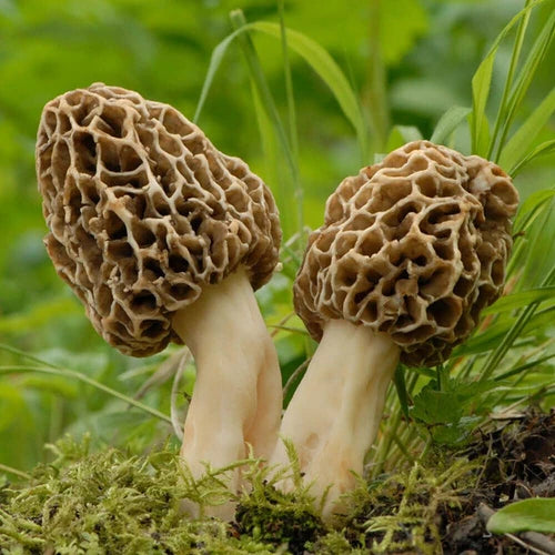 Yellow Morel Liquid Culture - Morchella esculenta - High Viability Mushroom Growing Kit for Culinary Use