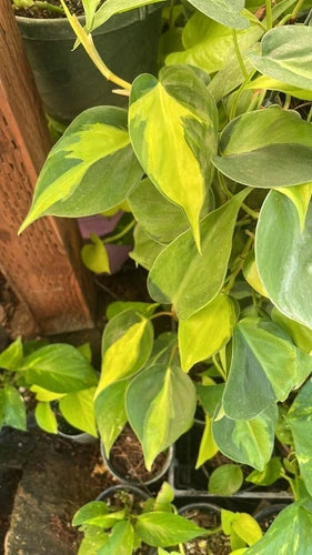 15 Cuttings Philodendron Heartleaf Plant - Philodendron cordatum Kunth ex Schott - Indoor Houseplant Cuttings