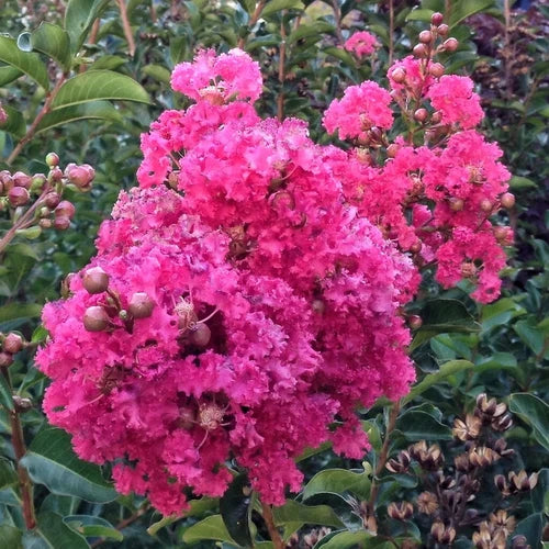 Lagerstroemia Indica 6" Dark Pink Crepe Myrtle Live Plant Cuttings - Fast Growing Perennial Garden Tree